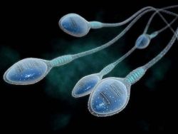 kolik spermií potřebujete k otěhotnění