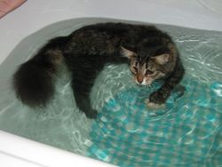 Jak často se mohou kočky umýt2