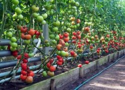 как да се ускори процесът на зреене на домати