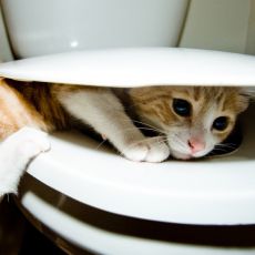 Как да учим котка на тоалетна1
