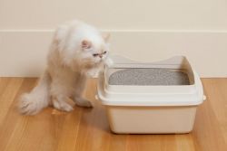 Како научити мачку у тањир2