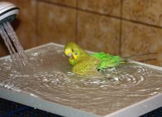 како се купати папагаја