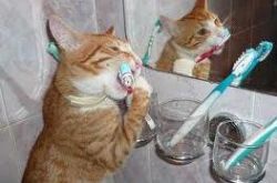 mačka skrbi zube