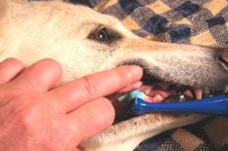 kako pogosto očistite zobje vašega psa