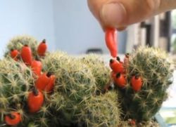 Kako skrbeti za cvetoč kaktus
