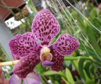 Как ухаживать за орхидеей ванда