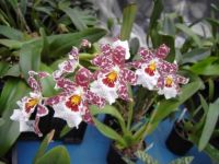 Орхидея камбрия как ухаживать