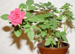 Как да се грижим за роза в саксия през зимата