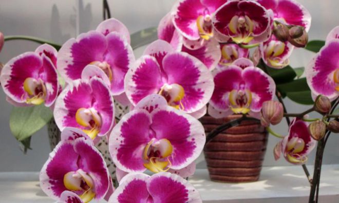 Орхидея - как ухаживать после покупки