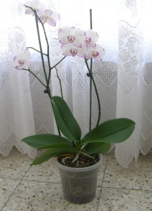 kako odabrati lonac za orhideje 1