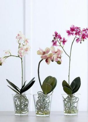 как да изберете орхидея