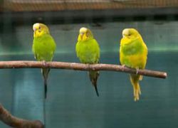 Kako izbrati govorečo valovito papagaja