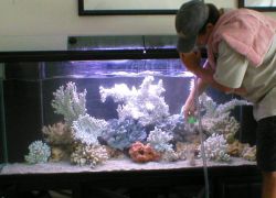 Как да почистите аквариума у ​​дома1