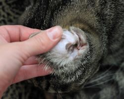 Kako očistiti uši mačića