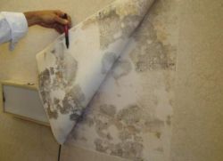Jak usunąć pleśń ze ścian w mieszkaniu1