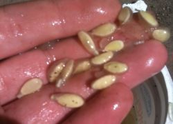 jak řádně sbírat semena okurky
