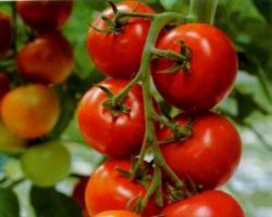 семена домати