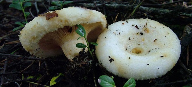 Jak vypadají bílé houby