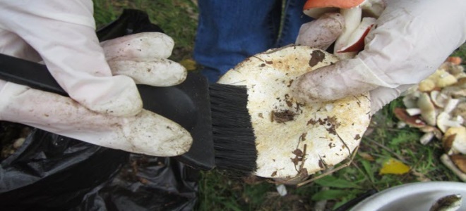 како очистити печурке