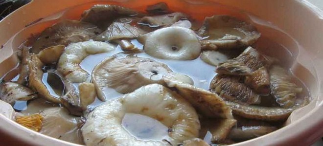 kako potopiti gljive