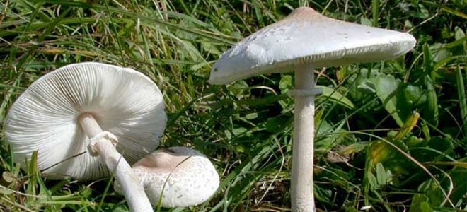 kako kišobran gljiva izgleda bijel