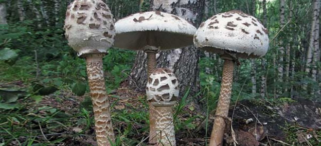 како изгледају шарене печурке