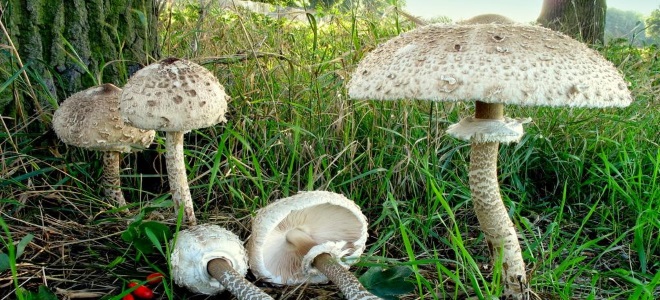 gljive kišobrane dobre i loše