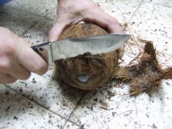 kokosovog pulpa