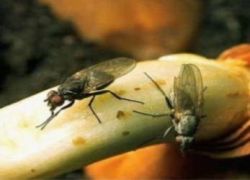 kako se znebiti čebule muhe