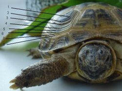 Как да определите възрастта на костенурката1