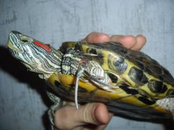 Jak określić wiek żółwia żółwia1
