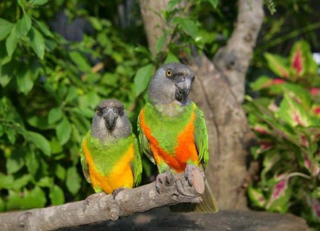 как определить пол сенегальского попугая