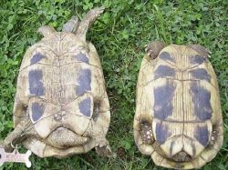 Как да определите пола на костенурката1
