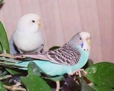 stanovení pohlaví papouškem
