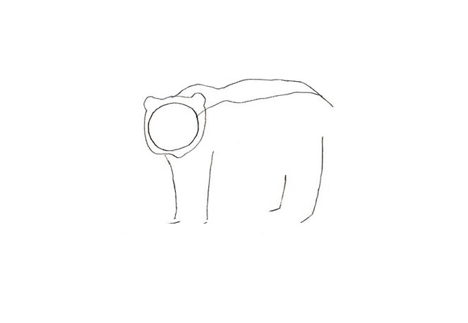 како нацртати медведа 13