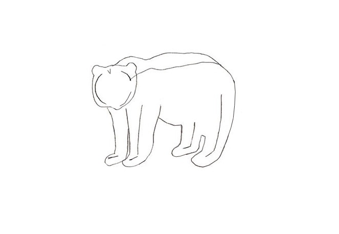 как да нарисувате мечка 14