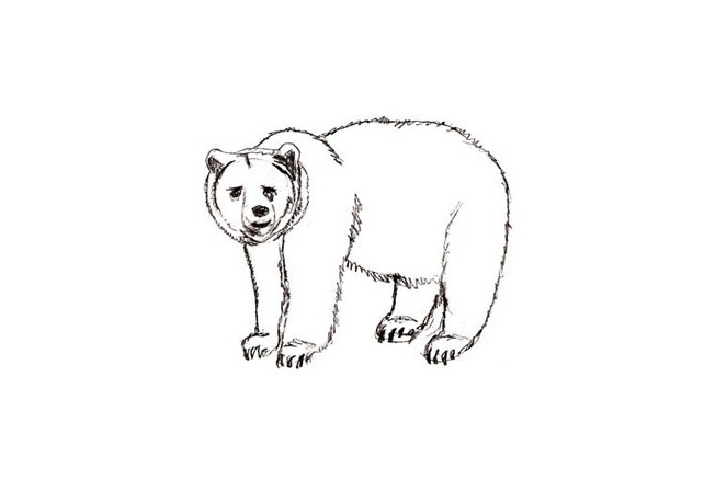 jak narysować niedźwiedzia 16