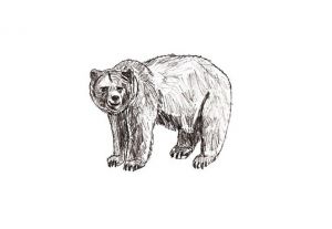 jak narysować niedźwiedzia 18
