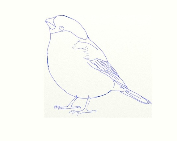 како нацртати птицу 4