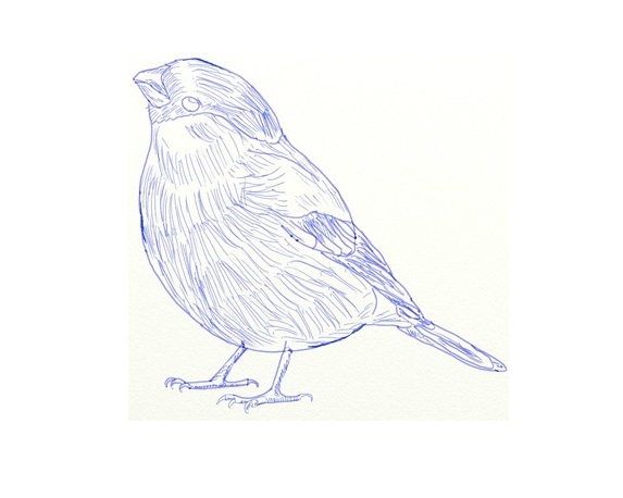 как да нарисувате птица 5