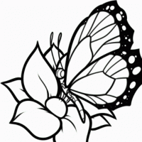 как да нарисувате пеперуда