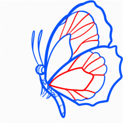 как да нарисувате пеперуда 21