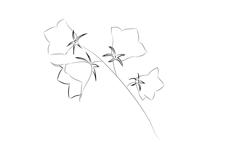 како нацртати цвет у фазама 3