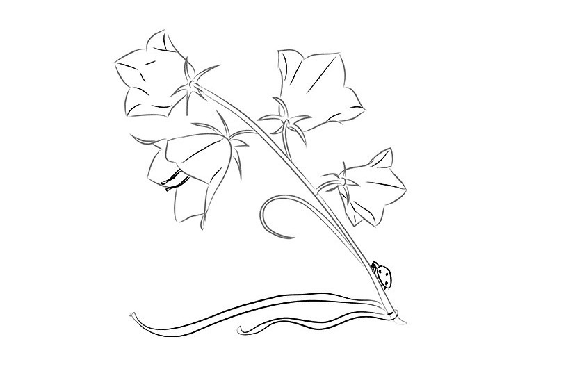 jak nakreslit květinu v etapách 5