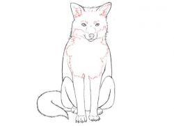 как да нарисувате лисица 6