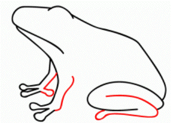 Kako crtati žabu 36