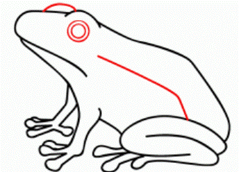 Како нацртати жабу 38