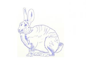 как да нарисувате заек на етапи 13