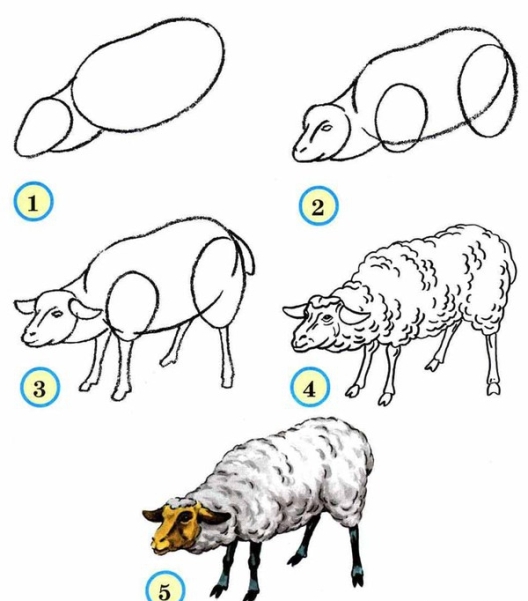 jak narysować jagnię 4