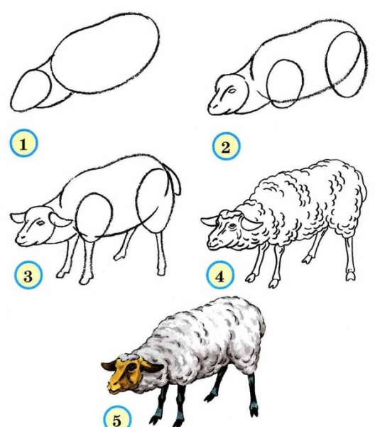 како нацртати јагње 4